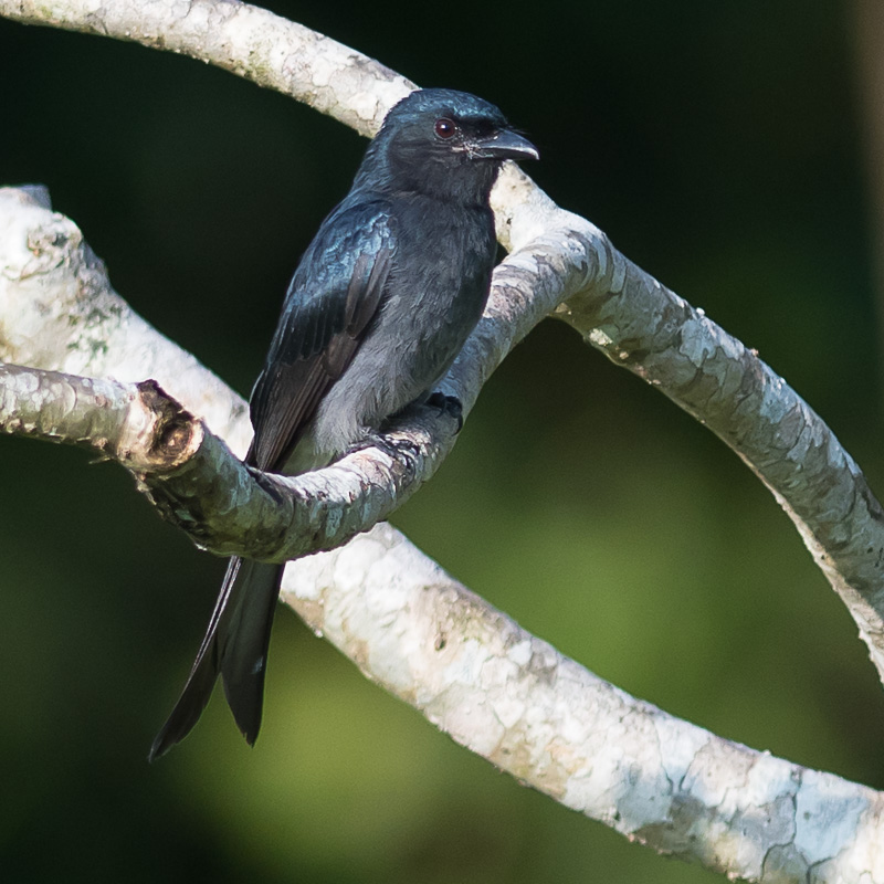 Witbuikdrongo